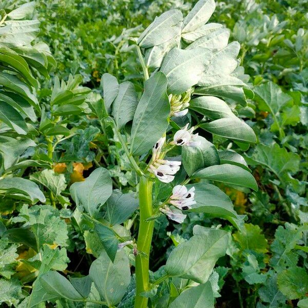 Vicia faba Flor