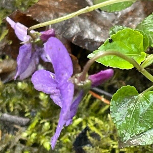 Viola reichenbachiana Flor