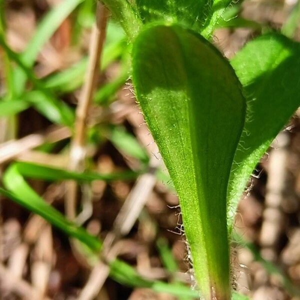 Cerastium holosteoides Hostoa