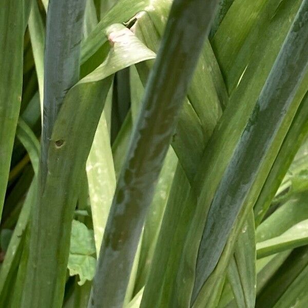 Allium siculum Escorça