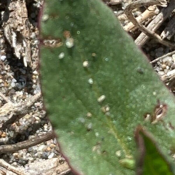 Rumex spinosus Leaf