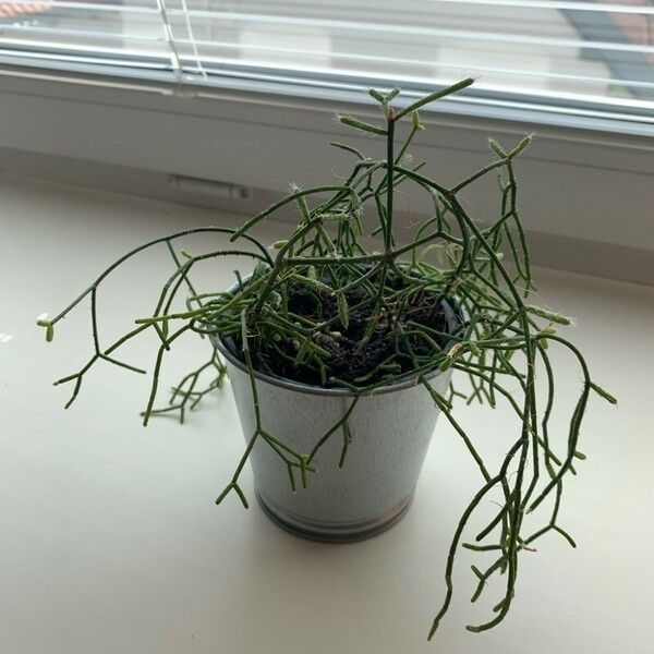 Rhipsalis baccifera Leht