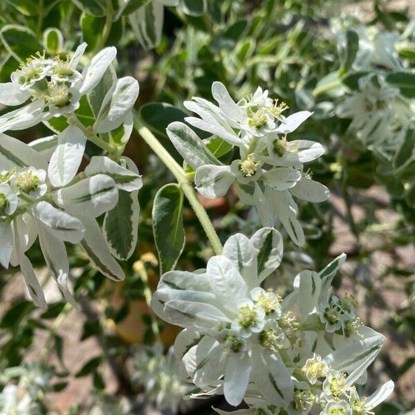 Euphorbia marginata 花