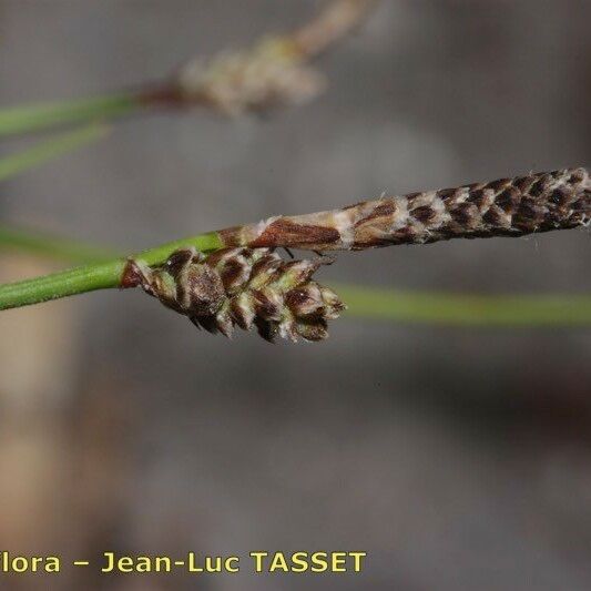 Carex ericetorum പുഷ്പം