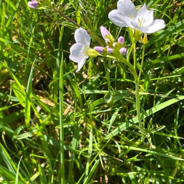 Cardamine pratensis Цветок