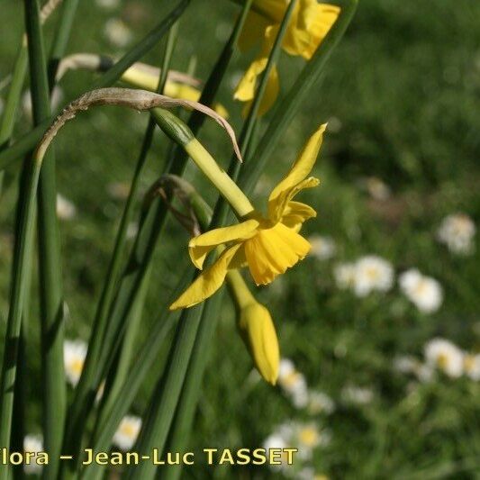 Narcissus × odorus Flower