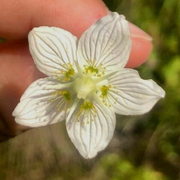 Parnassia palustris Kwiat