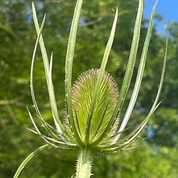 Dipsacus fullonum Fiore