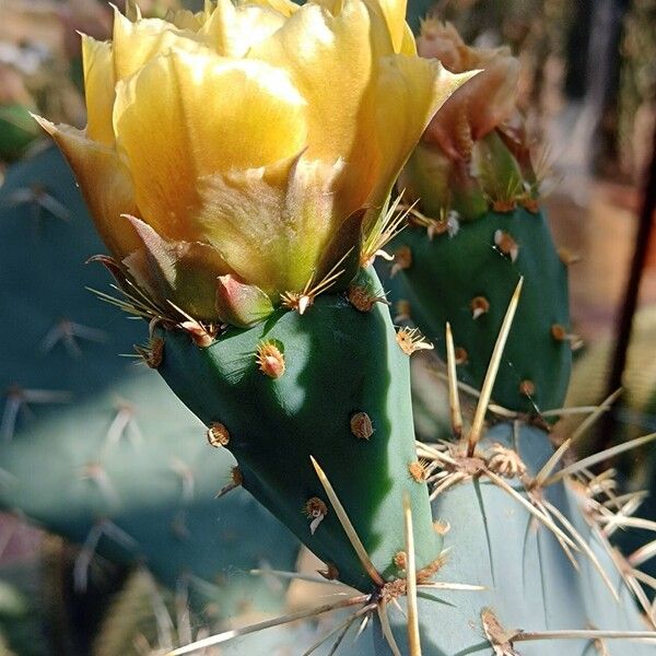 Opuntia streptacantha Floro