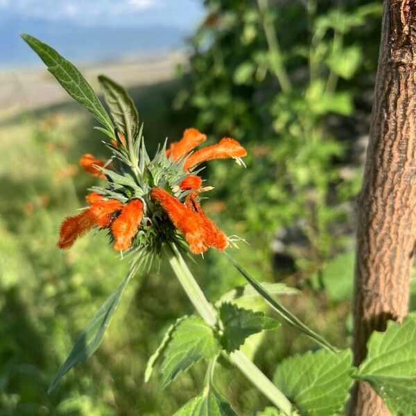 Leonotis nepetifolia Кветка