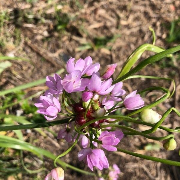 Allium roseum ফুল