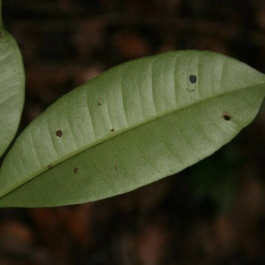 Myrcia decorticans Leaf