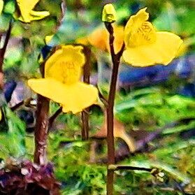 Utricularia australis Kukka