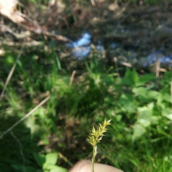 Carex elongata Blomst