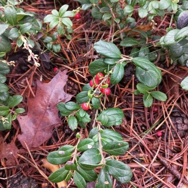 Vaccinium vitis-idaea Blodyn