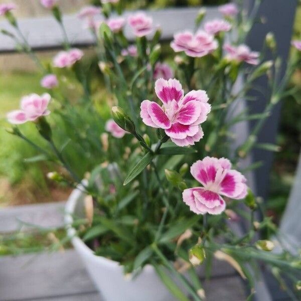 Dianthus caryophyllus Flower