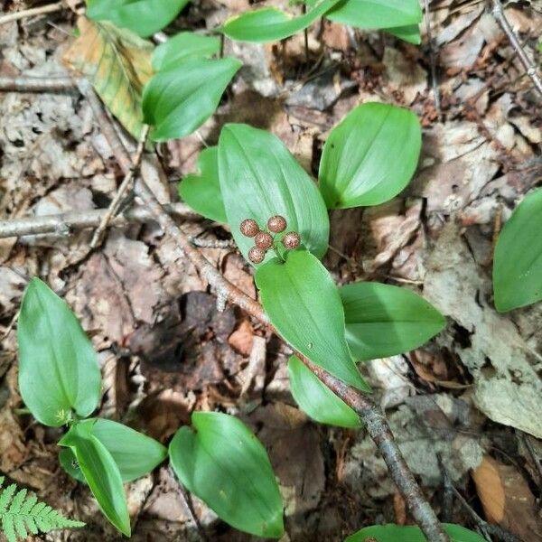 Maianthemum canadense Fruit