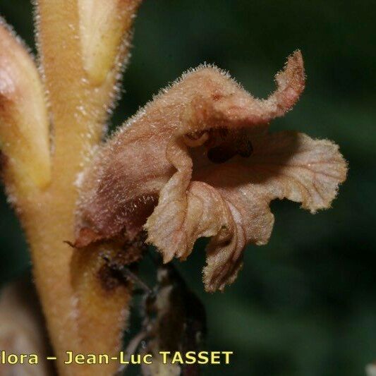 Orobanche teucrii Blomst