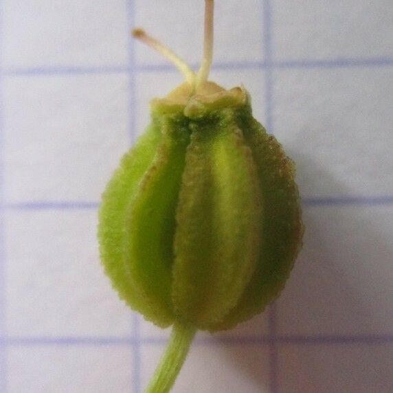 Pleurospermum austriacum Fruto
