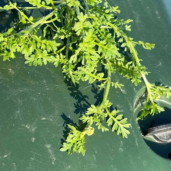 Lepidium didymum Feuille