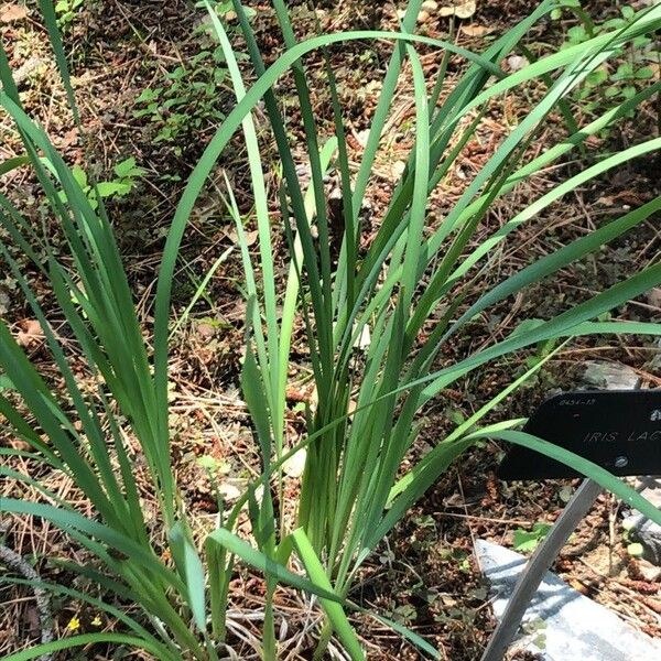 Iris lactea Feuille