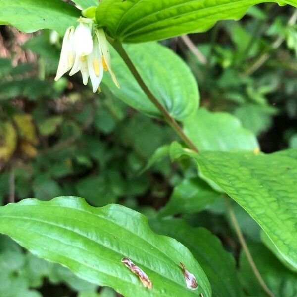 Prosartes hookeri Flower