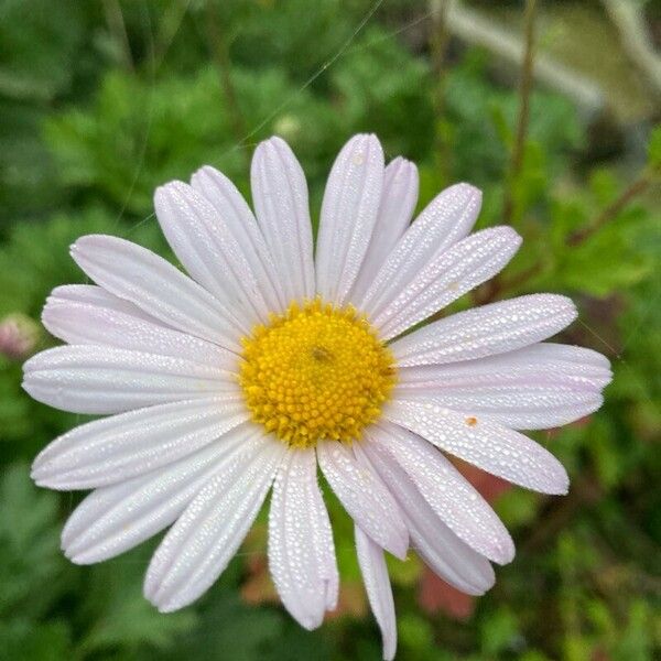 Chrysanthemum zawadzkii 花