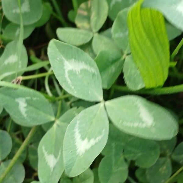 Trifolium pratense Levél