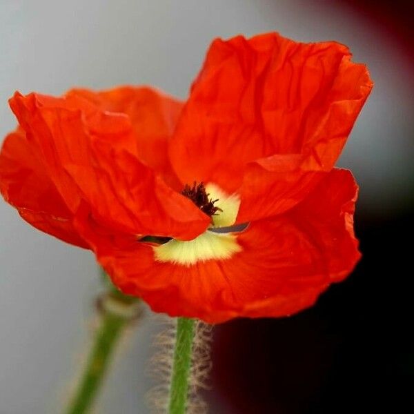 Papaver setiferum Blüte