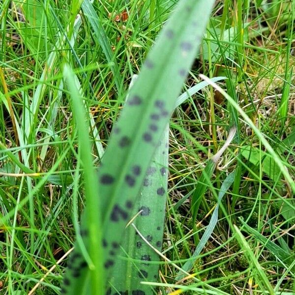 Dactylorhiza fuchsii Blatt