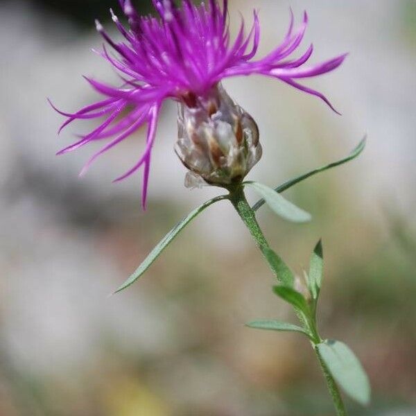 Centaurea paniculata Blomst