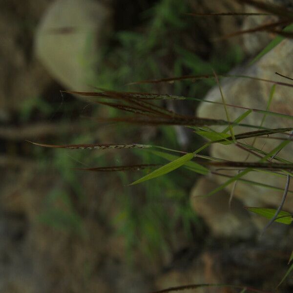 Pogonatherum paniceum Hàbitat