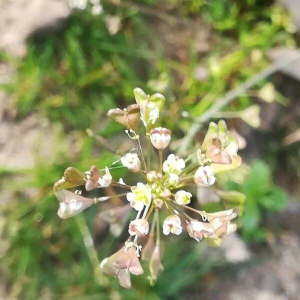 Capsella bursa-pastoris Blüte