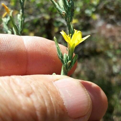 Lactuca viminea Blomma