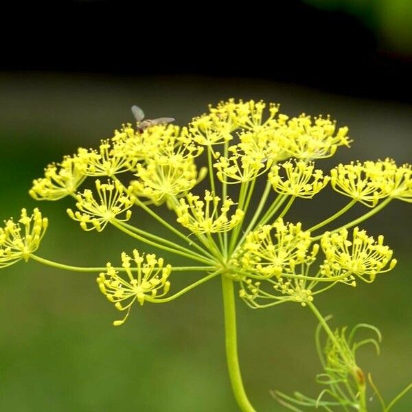 Anethum graveolens Flower