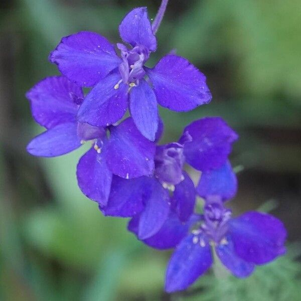 Delphinium ajacis Floro