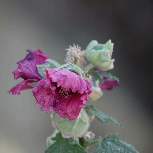 Alcea rosea പുഷ്പം