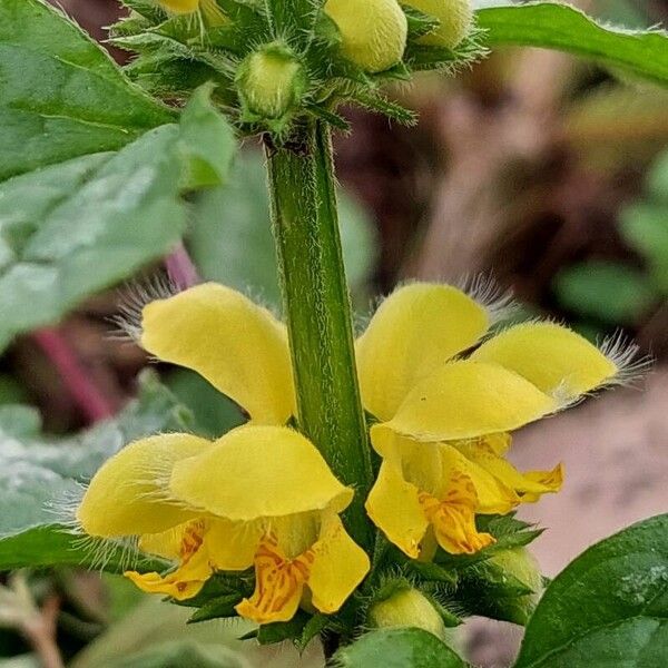 Lamium galeobdolon Kvet