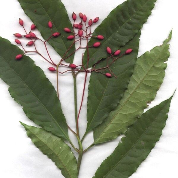 Neea delicatula