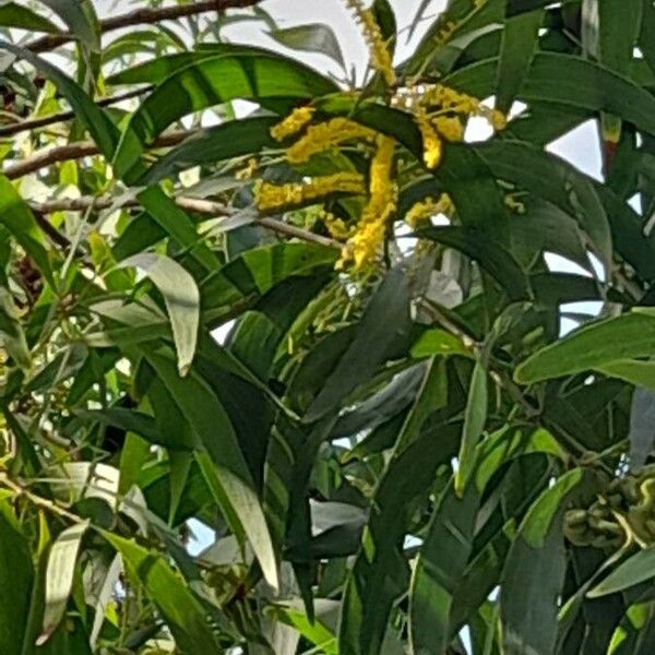 Acacia auriculiformis Blomst