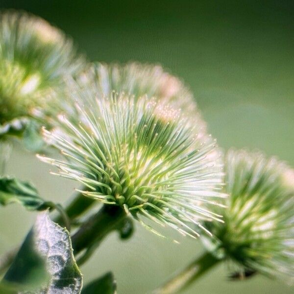 Arctium lappa Flower