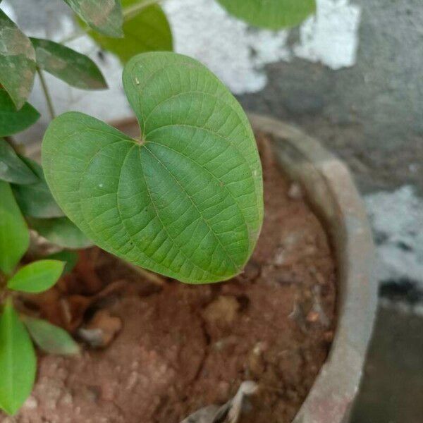 Dioscorea bulbifera Leaf