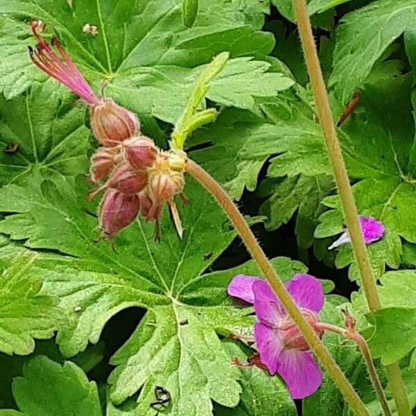 Geranium macrorrhizum Žiedas