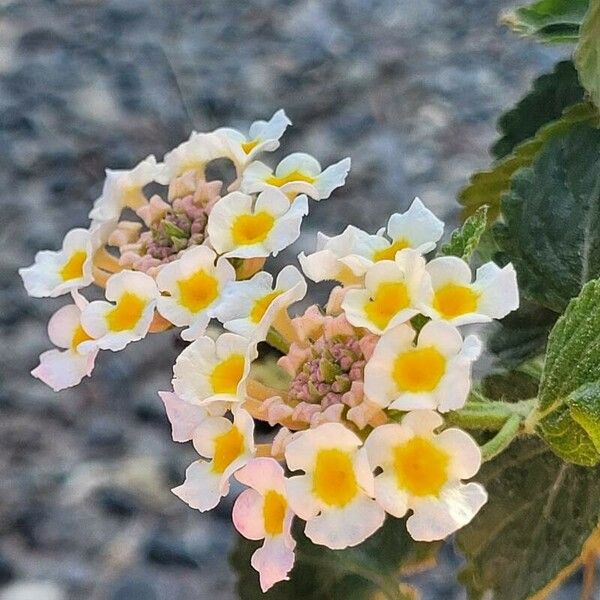 Lantana canescens 花