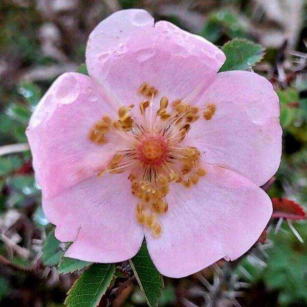 Rosa setigera Blomst