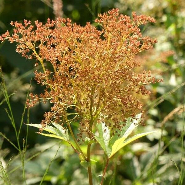 Filipendula rubra Blomma