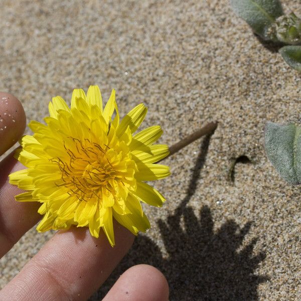 Agoseris apargioides Kvet