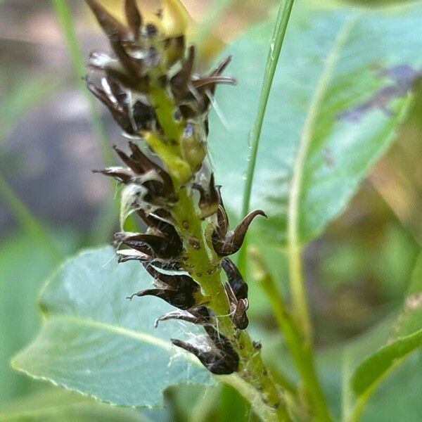 Salix glabra Fruit