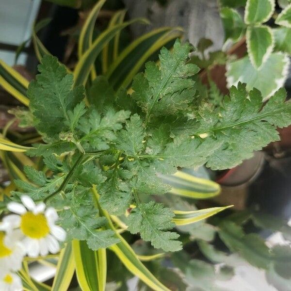 Tanacetum parthenium Blatt