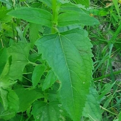 Aspilia pluriseta Leaf